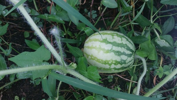 키아오라리조트 ‘우영팟’에 참외와 수박이 열려 자라고 있다. © 이봉수