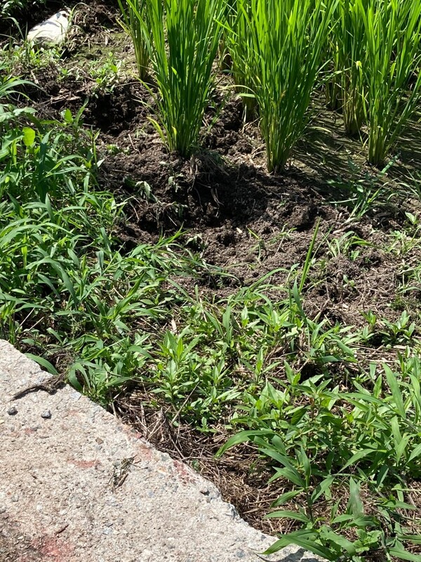 새끼 멧돼지가 벼 포기 아래를 파헤쳐 놓았다. 시멘트 농로에 혈흔이 보인다.