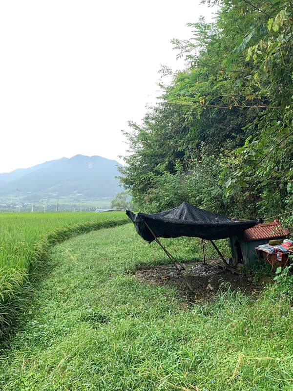 논 지킴이 개집 앞에 그늘막이 설치되었다.