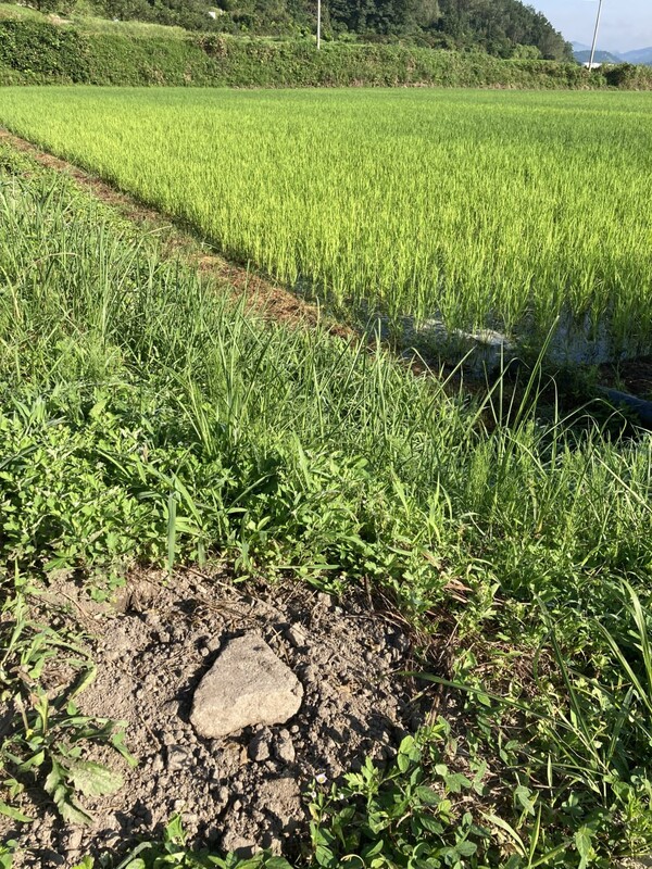 논 비탈에 새끼 멧돼지를 묻고 돌을 얹어 두었다.