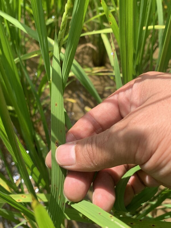 출수기에 깨씨무늬병이 시작됐다.