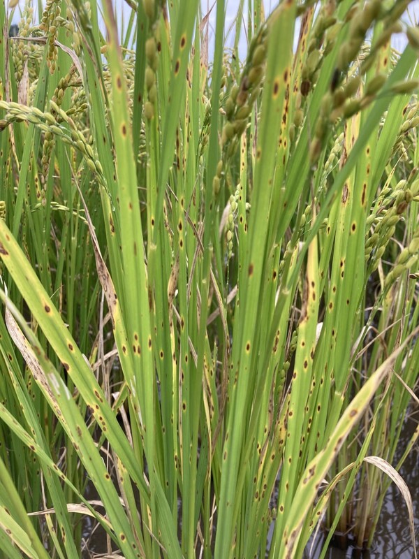 깨씨무늬병이 심해졌다.