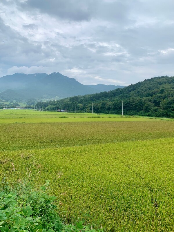 병해를 심하게 입은 논은 적갈색으로 주변과 뚜렷하게 구분된다.