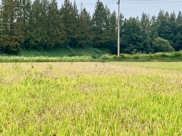 논 안쪽에 하얗게 보이는 부분이 흰잎마름병에 걸린 벼들이다.