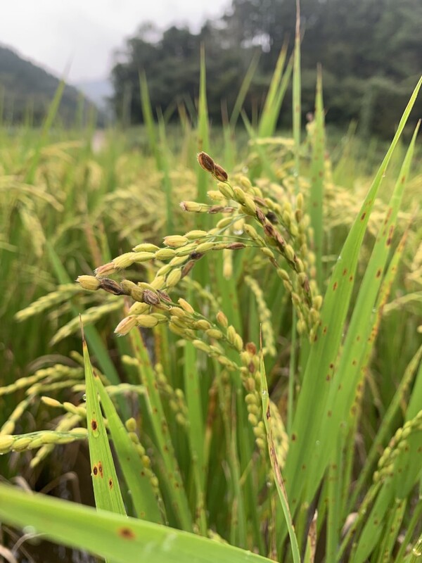 이삭에 쭉정이가 생겼다.