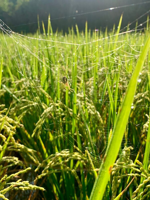 이슬 맺힌 거미줄이 아침 햇살을 받아 반짝인다.