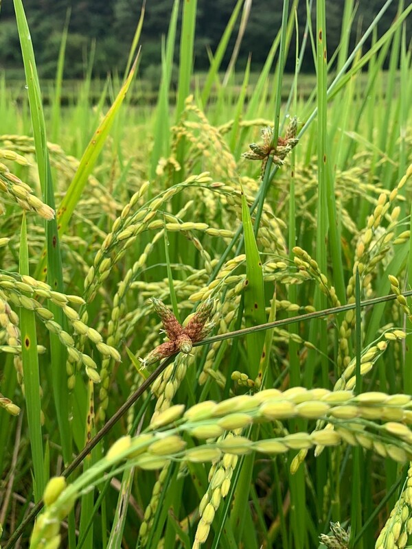 이삭 틈에서 자란 올챙이고랭이 풀.