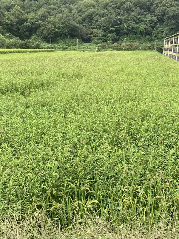 풀이 벼를 삼킨 논. 앞쪽에 벼이삭이 조금 보인다.