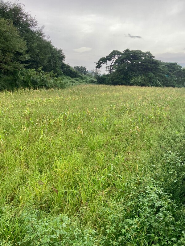 풀밭으로 변한 옥수수밭.