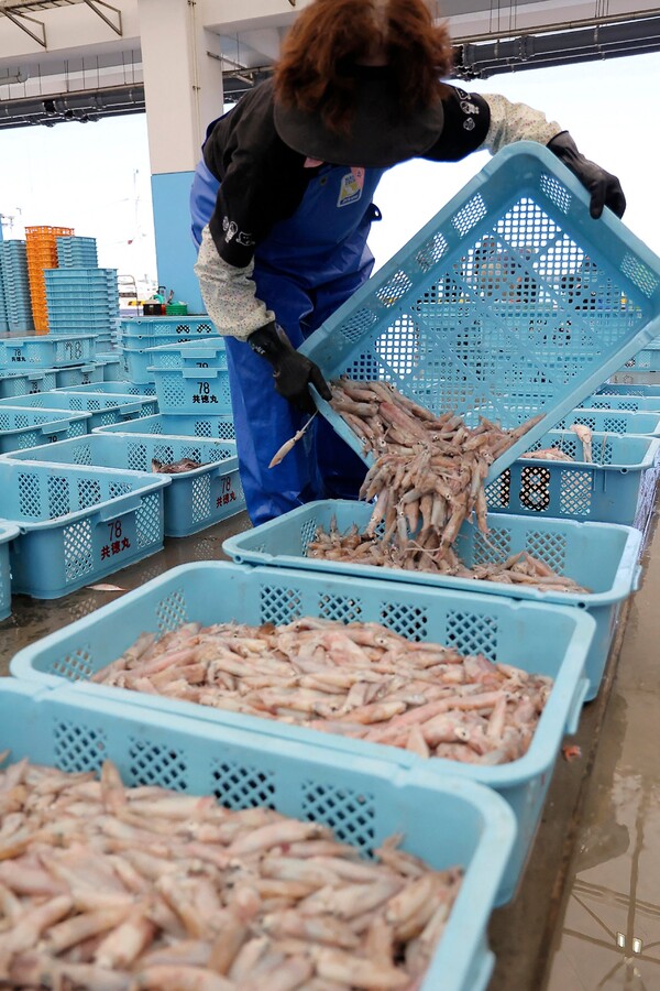 지난 1일 후쿠시마 현 소마 시의 마쓰카와우라 항에서 근해에서 잡힌 생선들을 분류하고 있는 어민. 2023.09.01. AFP 연합뉴스