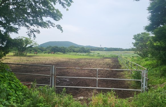 서귀포시 표선면 가시리 태양광발전 조성 예정 부지에는 말 목장 등이 들어서 있다. ⓒ 정희원