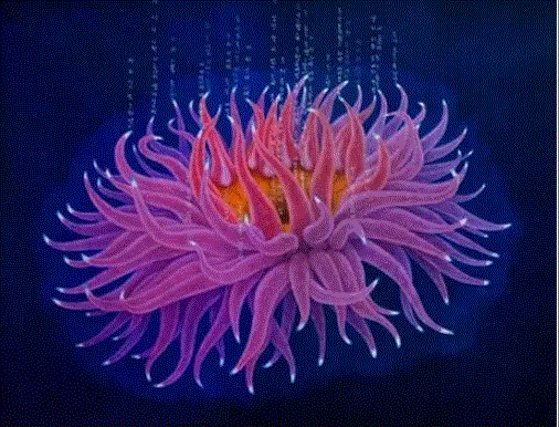 박야일 작 ‘말미잘을 알아가는 시간’(유채) 아르떼숲 제공