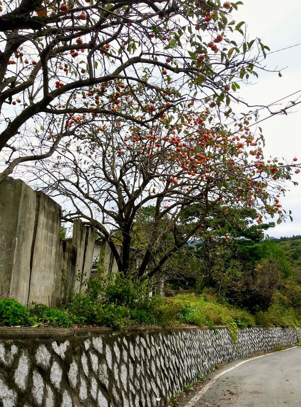 할머니 집 단감나무.