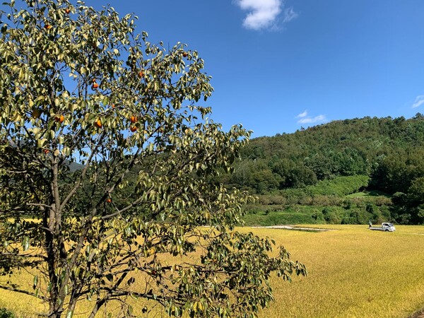 논둑의 감나무에서 대봉감이 익어가고 있다.