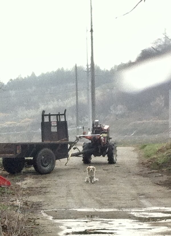 마을길에 세워둔 불사조 어른의 경운기를 충직한 그집 개가 지키고 있다.
