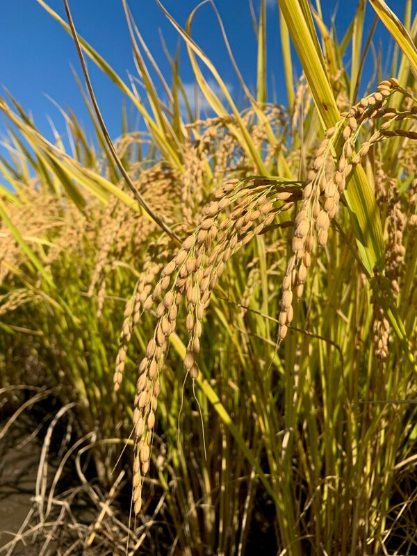 가을 하늘 아래 벼가 익어간다.