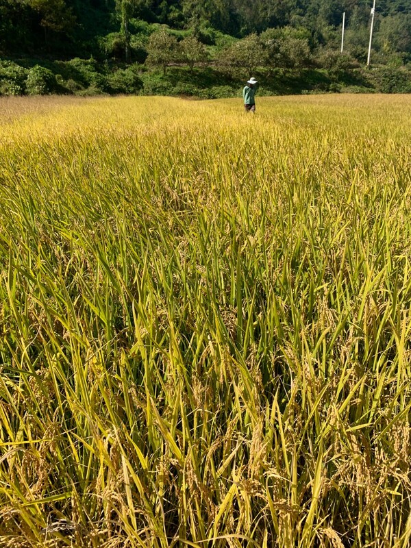옆사람이 논을 한 바퀴 돌아보고 있다.