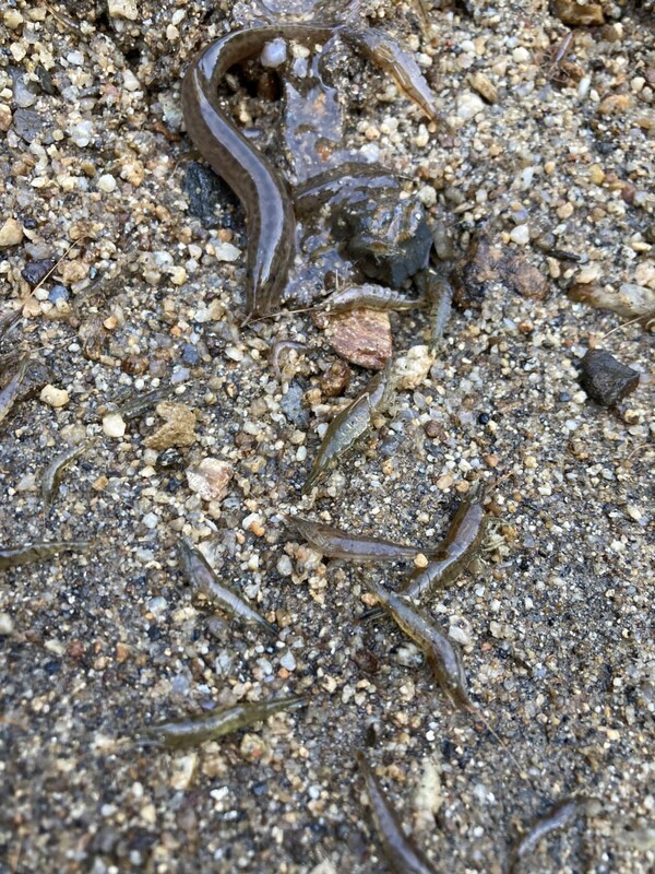 물을 뺀 수로 바닥에 미꾸라지와 새우가 가득하다.