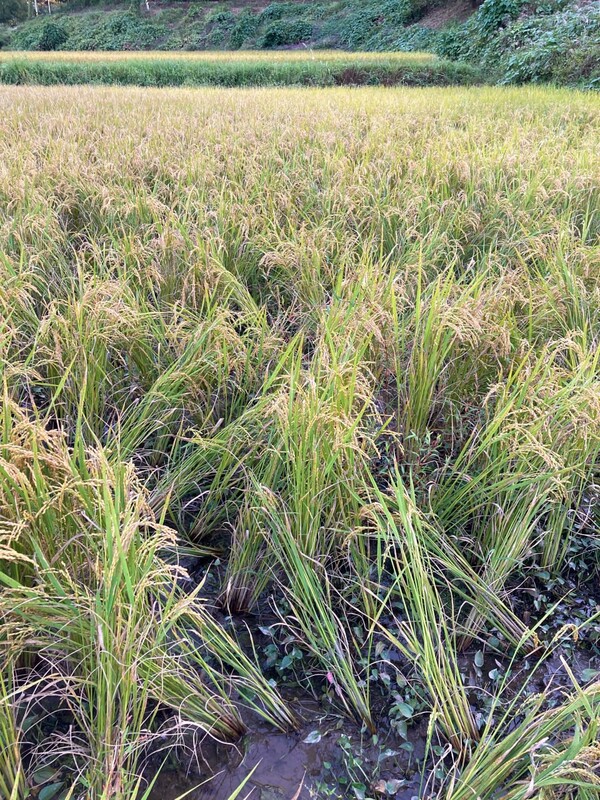 멧돼지가 논 안을 휘젓고 다닌 흔적.