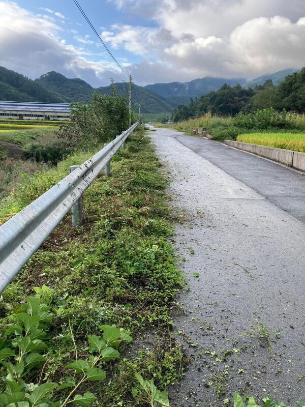 마을 진입로를 예초기로 베었다.