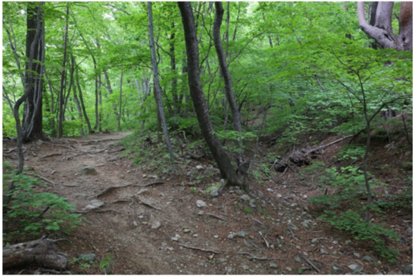 2018년 세명대 저널리즘스쿨 학생들과 함께 ‘대관령 옛길을 찾아서’라는 주제로 르포기사 쓰기 실습을 나가서 발견한 두 갈래 길. 가운데 나무 오른쪽으로 더 오래됐음 직한 옛길의 흔적이 희미하게 남아있다. ⓒ 이민호