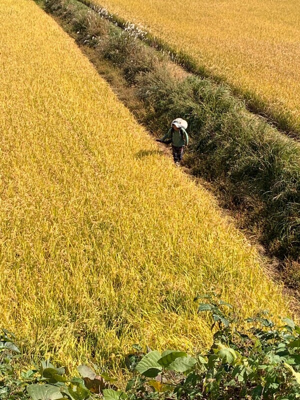 옆사람이 비료살포기를 등에 지고 헤어리베치 씨앗을 뿌리고 있다.