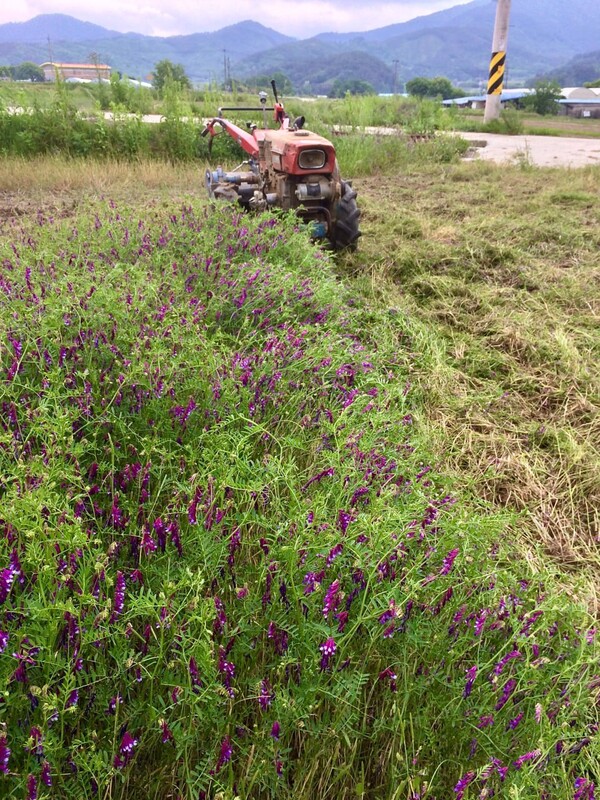 5월에 무성하게 자란 헤어리베치를 경운기로 갈아 땅으로 돌려주었다.