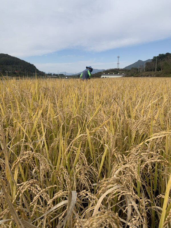 농작물 재해보험 손해평가사가 우리 논에서 벼를 채취하고 있다.