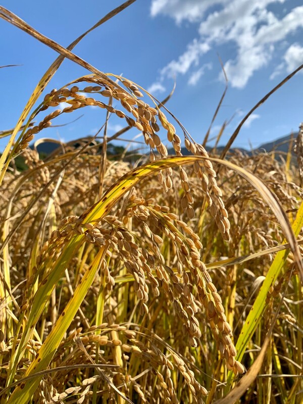 추수 직전의 벼.