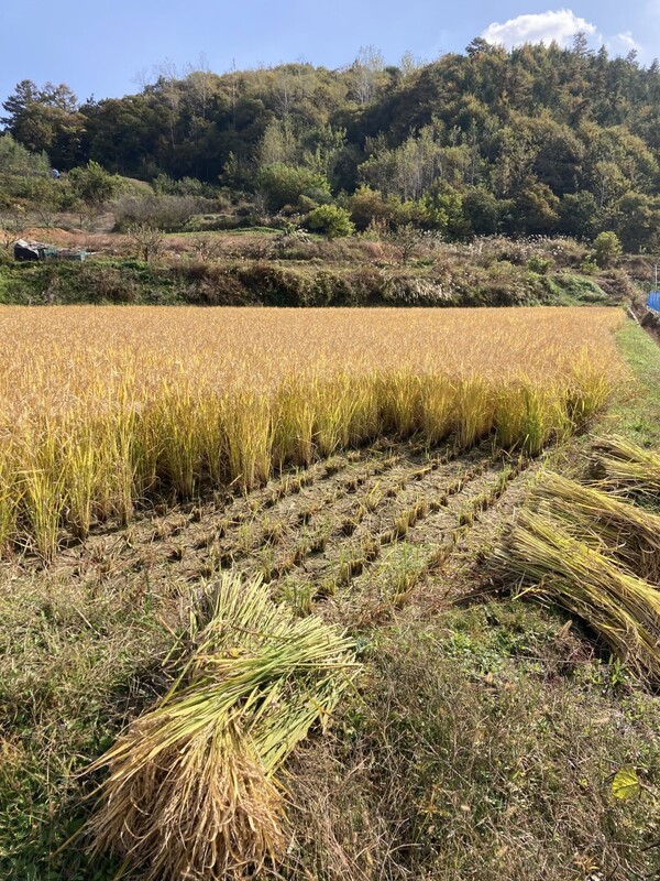 추수 전, 콤바인이 들어갈 자리를 미리 낫으로 베어놓는다.
