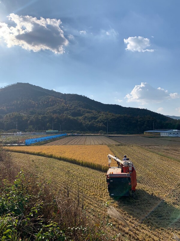 콤바인 덕에 추수 속도가 빠르다.