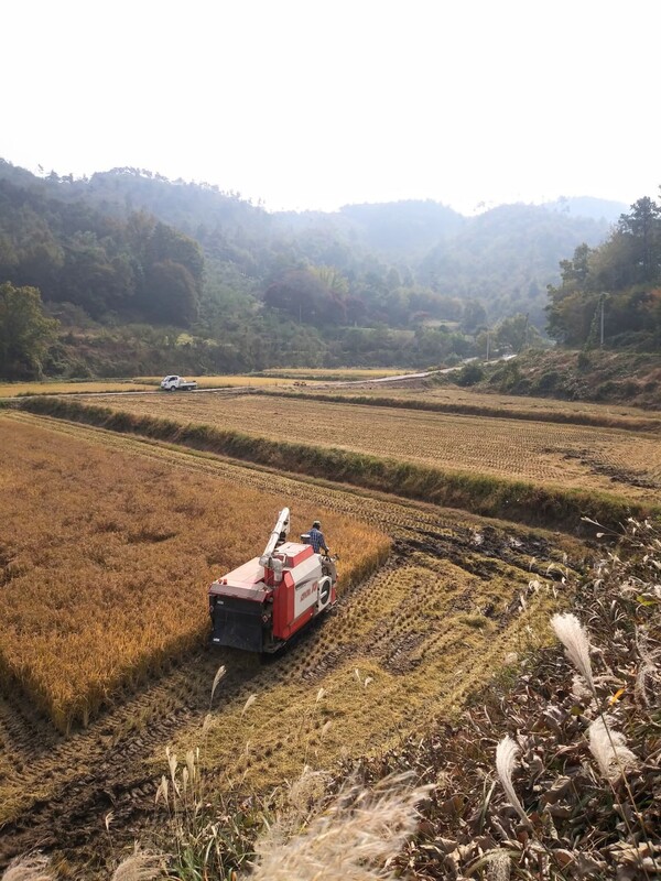 병해가 왔든 수확량이 적든 그냥 받아들이는 마음이 된다.