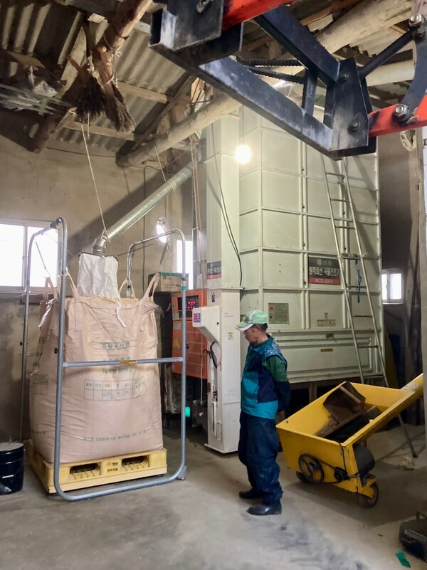 곡물 건조기에서 건조를 마친 벼가 나오고 있다.