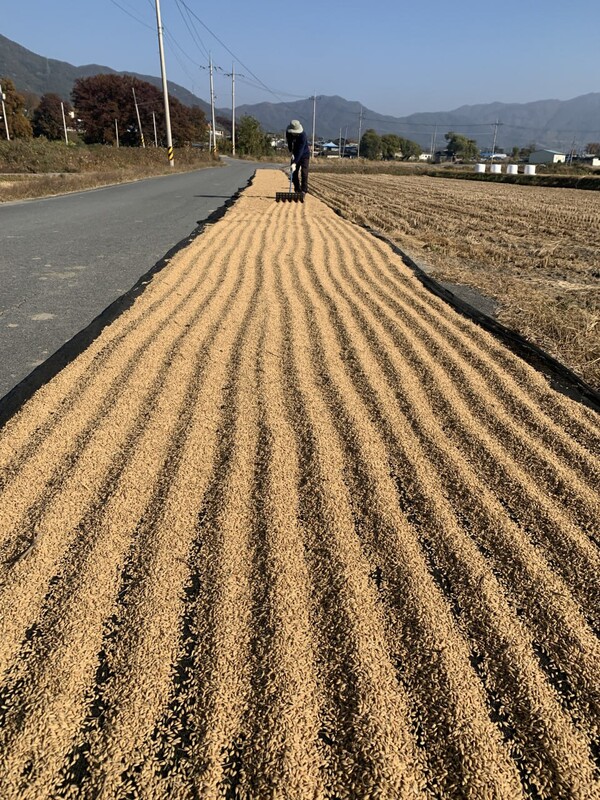 햇볕에 벼를 말리고 있다.