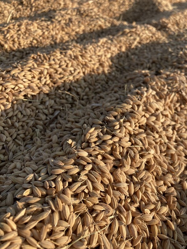 햇볕에 잘 마른 벼. 벼알의 빛깔이 따뜻하고 곱다.