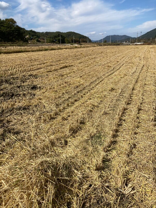 추수 끝난 빈 들판.