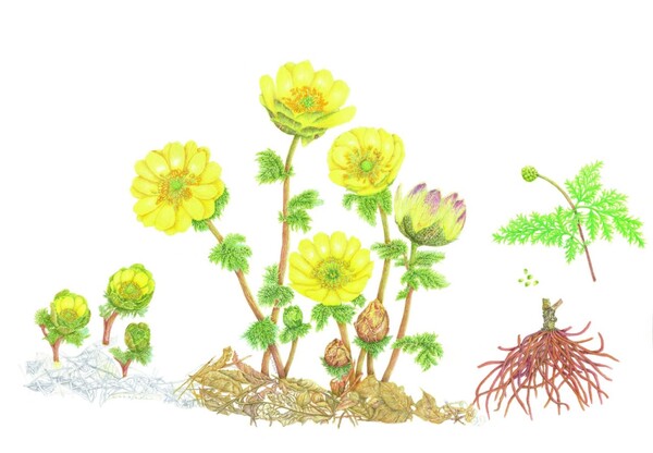 이상숙 씨가 그린 복수초