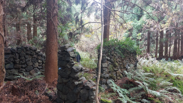 초토화한 중문리 섯단마을의 허물어진 벽체 안에 자란 거대한 삼나무가 60여 년 세월의 흐름을 말해준다. © 이봉수