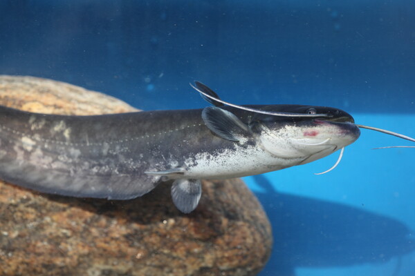 메기는 낮에는 바닥이나 돌 틈 속에 숨어있다가 밤에 먹이를 찾아 활동하는 야행성 민물고기이다. 연합뉴스 자료사진