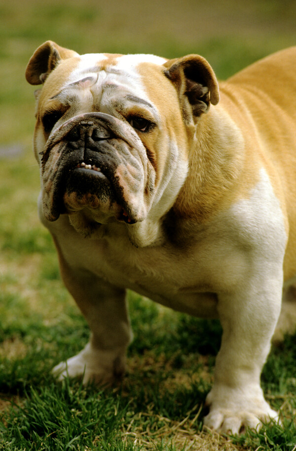 불독. 연합뉴스 자료사진