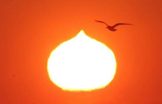 아트만두 작가의 '만두 연하장'