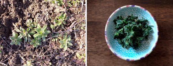 꽃다지(왼쪽)와 이를 데쳐 만든 꽃다지 나물.