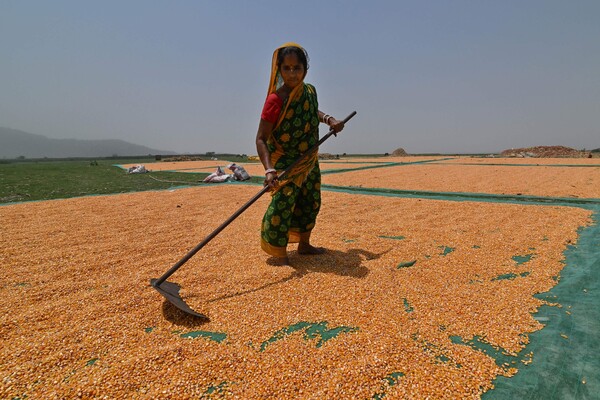 지난 27일 인도 아삼 주 모리가온 지역의 밭에서 농민이 옥수수 알갱이를 말리고 있다. 2024.4.27. AFP 연합뉴스