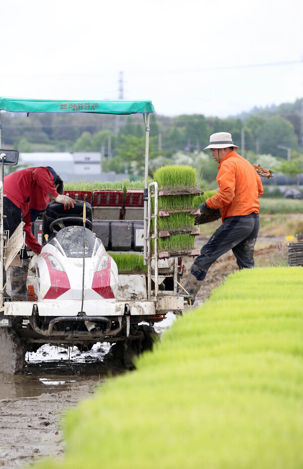 2일 광주 북구 용강동 일대 논에서 농부들이 모내기를 하고 있다. 2024.5.2 [광주 북구 제공. 재판매 및 DB 금지]. 2024.5.2. 연합뉴스