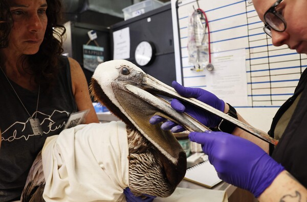 캘리포니아주 헌팅턴 비치의 병원 관리자와 자원봉사자가 지난 14일 오렌지 카운티의 습지 및 야생동물 관리 센터에서 아픈 갈색 펠리컨 환자를 돌보고 있다. 이 센터는 최근 몇 주 동안 굶주림, 빈혈, 저체온증을 앓고 있는 것으로 밝혀진 100마리 이상의 갈색 펠리컨을 돌보고 있다. 수백 마리의 쇠약해진 펠리컨이 캘리포니아 해안 여기저기에서 발견되었으며 일부는 최근 몇 주 동안 낚시 바늘과 낚싯줄에 부상을 입은 것으로 나타났다. 2024.5.14. AFP 연합뉴스