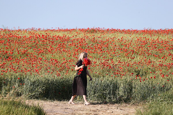 지난 1일 러시아, 크림 공화국 심페로폴 남쪽 콘스탄티노프카 마을에서 한 여성이 꽃을 꺾고 있다. 2024.6.1. 타스 연합뉴스