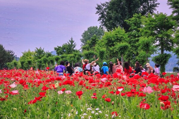자라섬 꽃축제. 