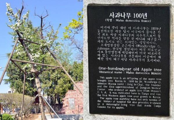계명대 대구동산병원 구내에서 자라고 있는 사과나무(왼쪽)와 유래에 관한 설명을 담은 표지석.