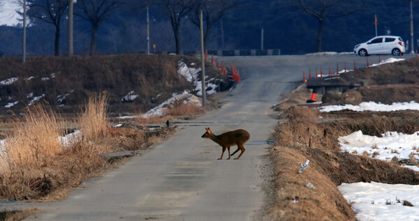 양양 남대천 인근에서 고라니 한 마리가 농로를 서성이고 있다. 연합뉴스 자료사진