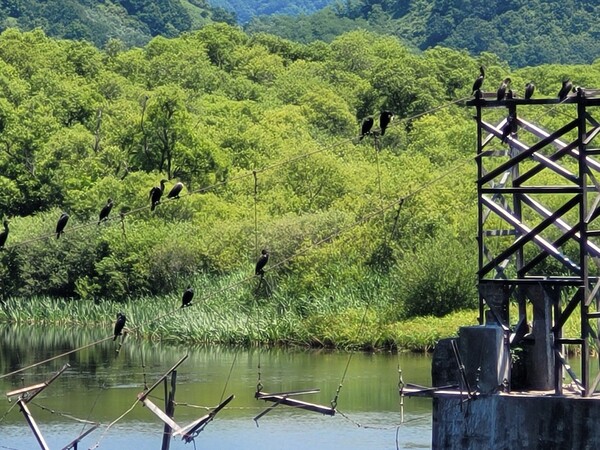 강원도 철원군 김화읍 생창리 화강 용양철교의 잔재. 가마우지 떼가 털을 말리고 있다. 2024.6.26. 시민언론 민들레 